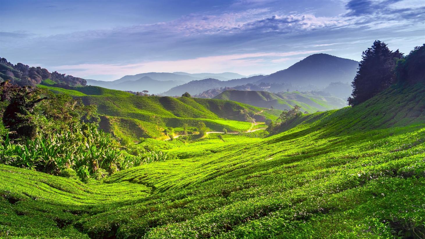 3D2N AMAZING GLOWING NATURE CAMERON HIGHLAND & FUN MALAKA													