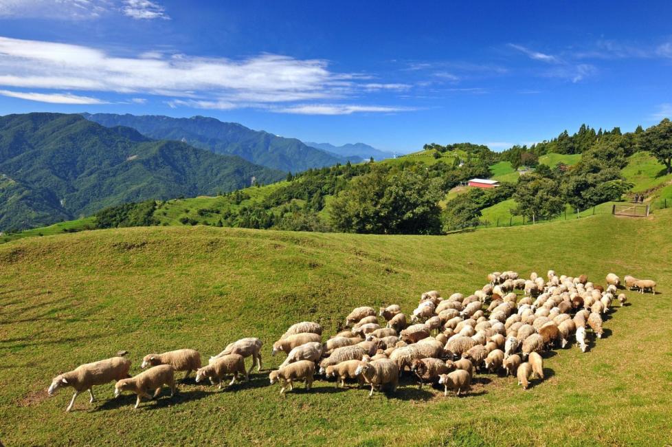 6D5N CINGJING FARM PACKAGE